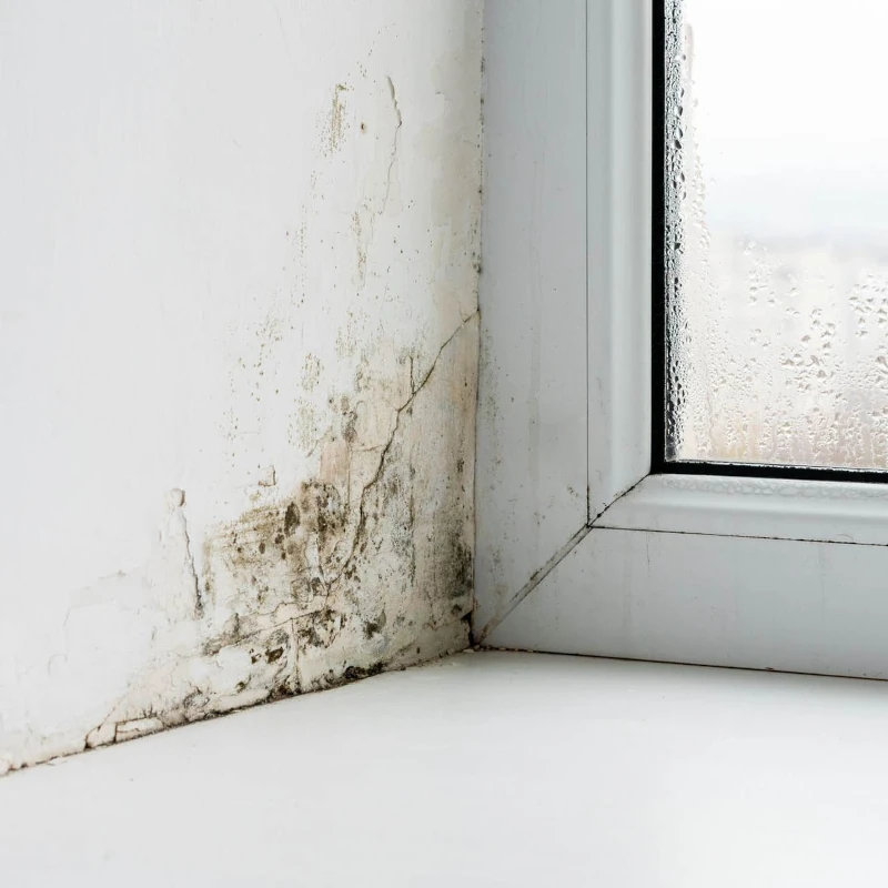 Schimmel und Feuchtigkeit an einer weißen Wand neben einem Fenster mit Kondenswasser.